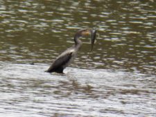 Ave Almorzando (2do Día)