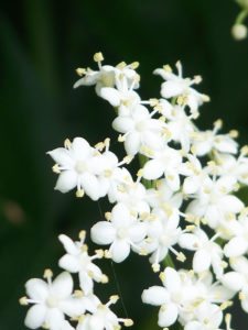 La Historia Cantada de Cantlay