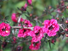 “Camaradería, espíritu deportivo y un bello campo de golf…”