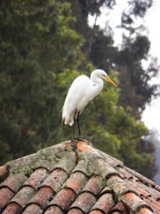 “Camaradería, espíritu deportivo y un bello campo de golf…”