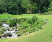 Gavilán Cangrejero (cortesía www.flickr.com)