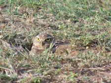Algo de la Fauna en el MCC