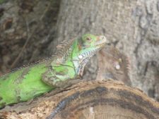 Algo de la Fauna en el MCC