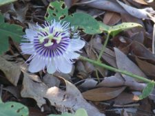 Algo de la Fauna en el MCC