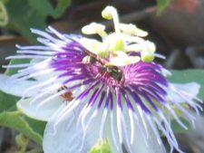 Algo de la Fauna en el MCC