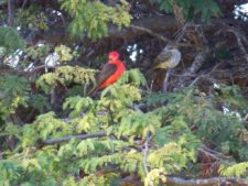 Algo de la Fauna en el MCC