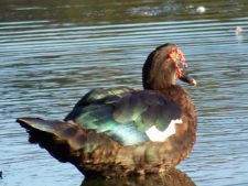 Algo de la Fauna en el MCC