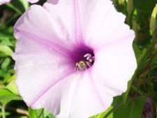 Algo de la Fauna en el MCC