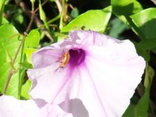 Algo de la Fauna en el MCC