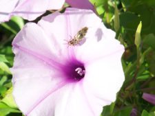 Algo de la Fauna en el MCC