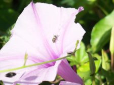 Algo de la Fauna en el MCC