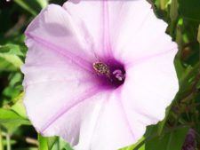 Algo de la Fauna en el MCC