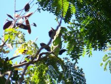 Algo de la Fauna en el MCC