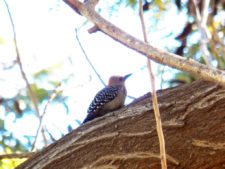 Algo de la Fauna en el MCC