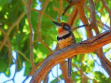 Algo de la Fauna en el MCC