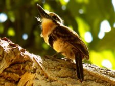 Algo de la Fauna en el MCC