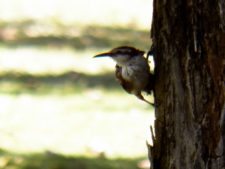 Algo de la Fauna en el MCC