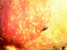 Algo de la Fauna en el MCC