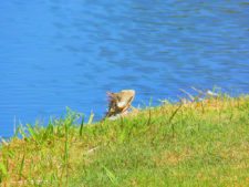 Algo de la Fauna en el MCC