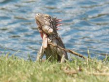 Algo de la Fauna en el MCC