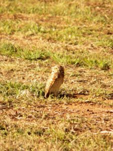 Algo de la Fauna en el MCC