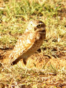 Algo de la Fauna en el MCC