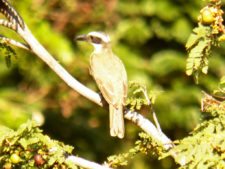 Algo de la Fauna en el MCC