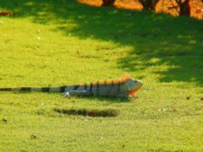 Algo de la Fauna en el MCC