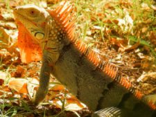 Algo de la Fauna en el MCC