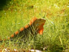 Algo de la Fauna en el MCC