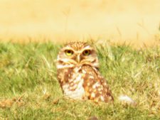 Algo de la Fauna en el MCC