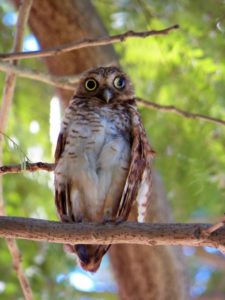 Algo de la Fauna en el MCC