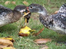 Algo de la Fauna en el MCC