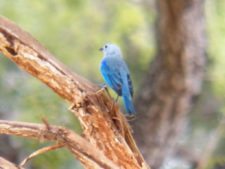 Algo de la Fauna en el MCC