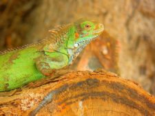 Algo de la Fauna en el MCC