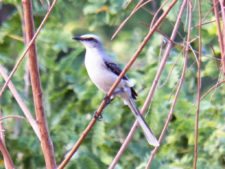 Algo de la Fauna en el MCC