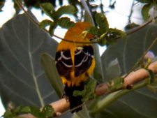 Algo de la Fauna en el MCC