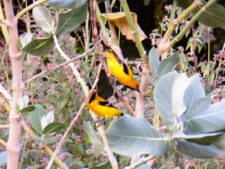 Algo de la Fauna en el MCC