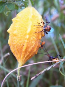 Algo de la Fauna en el MCC