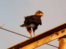 Algo de la Fauna en el MCC