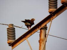 Algo de la Fauna en el MCC