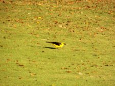 Algo de la Fauna en el MCC