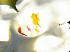 Algo de la Fauna en el MCC