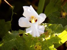 Algo de la Fauna en el MCC