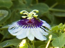 Algo de la Fauna en el MCC