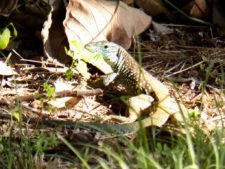 Algo de la Fauna en el MCC