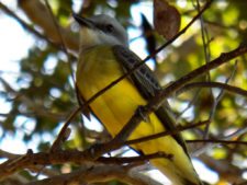 Algo de la Fauna en el MCC
