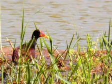 Algo de la Fauna en el MCC