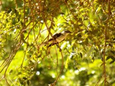 Algo de la Fauna en el MCC