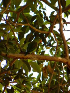 Algo de la Fauna en el MCC